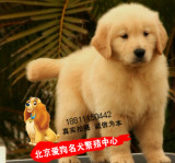 赛级双血统金毛犬幼犬出售金毛宠物狗买卖北京金毛出售活体