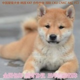 北京赛级纯种幼犬日本柴犬宠物狗小型短毛狗狗带血统证书防疫已做