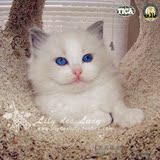 LILYDESLUCY CFA&TICA双注册 蓝双色种公哈密顿 美血引进布偶猫