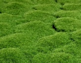 仿真植物墙绿色假草坪 植毛海棉青苔草皮 室内景观苔藓 背景布置