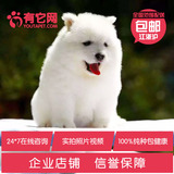 有它网 宠物狗狗萨摩耶犬幼犬中大型雪橇犬出售活体纯种健康12