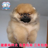 黄色英系博美犬纯种幼犬出售 小型宠物狗大眼睛狗狗适合家养