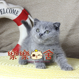 【乐乐猫舍】宠物活体 英国短毛猫折耳英短蓝猫 可爱胖妹妹