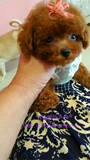 泰迪犬宠物纯种茶杯幼犬出售棕色白色超小体玩具型贵宾犬家养包邮
