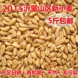 2015年沂蒙新小麦粒小麦种子带皮小麦五谷杂粮250克10份包邮