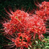 四季盆栽花卉植物 彼岸花种子 红色彼岸花石蒜种球 曼珠沙华种子