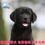 赛级双血统黑色拉布拉多纯种幼犬狗狗出售 高品质气质极佳宠物狗