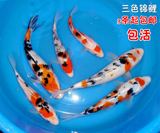 纯种日本大正三色锦鲤活体 观赏鱼精品锦鲤活体风水鱼3条全国包邮