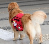 宠物用品大狗背包优质宠物背包耐用中大型狗金毛犬自背包手提箱包