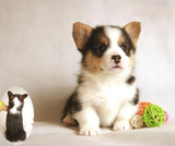 宠物狗威尔士短腿柯基犬幼犬出售活体家养双血统带证书双色三色K4