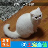 红白异长加菲猫宠物异国短毛猫超级粘人活体猫 加菲猫 咖啡猫幼猫
