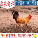 2015批发优质小鸡活体珍珠鸡贵妃鸡高产绿壳鸡蛋苗青脚土鸡苗供应