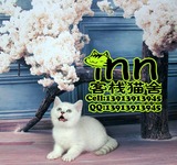 白猫 银色渐层英国短毛猫 银渐层英短 大脸猫咪 客栈猫舍南京猫店