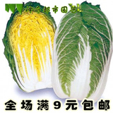 蔬菜种子秋季种 韩国进口黄心大白菜种子 口感好 蔬菜种子四季
