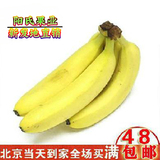 新鲜水果 海南特产 香蕉 甘甜味美500克三根左右 北京满50元包邮