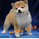 纯种秋田犬 幼犬出售 赛级双血统美系日本柴犬 健康家养宠物狗52