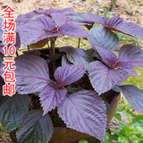 家庭阳台蔬菜香料种子 紫叶苏种子 紫苏种子 盆栽水果瓜花卉草籽