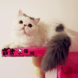 自家繁育蓝白梵文猫加菲猫宠物猫咪DD公猫纯种活体小猫(已 定）