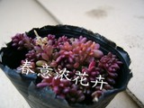 特价秒杀 多肉植物 紫米粒 紫珍珠 小盆 迷你类型 观赏性小植物
