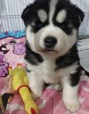 纯种血统赛级哈士奇犬幼犬 出售黑色双蓝眼哈士奇雪橇犬宠物狗075
