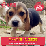 浙江宠爱联盟比格犬米格鲁幼犬猎兔犬猎犬纯种包健康15天