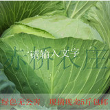 农家蔬菜露天圆包菜自然生长新鲜卷心菜 大白菜绿叶青菜10斤包邮