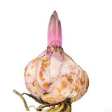 荷兰进口 香水百合花种球 花卉 新鲜带芽一代大球 包颜色  包邮