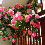 阳台庭院花卉盆栽 多花蔷薇苗 3年苗 玫瑰当年开花爬墙藤蔓绿植物