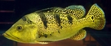12-13cm左右巴西亚 红金龙龙鱼苗活体配鱼观赏鱼