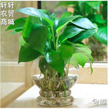 桌面水培盆栽植物 绿萝吊兰四季常青 新手花卉易成活吸收甲醛