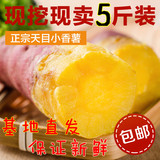 正宗临安天目小香薯5斤装 新鲜红薯香薯黄心地瓜番薯山芋果蔬包邮
