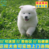 上海出售纯种萨摩耶犬幼犬家养白色宠物狗活体包邮支付宝正规交易