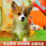 精品柯基犬威尔士狗狗纯种宠物狗短腿三通幼犬出售北京可送货到家