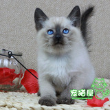 宠物猫暹罗纯种暹罗猫蓝眼睛重点色海豹色暹罗猫纯种猫咪活体DD