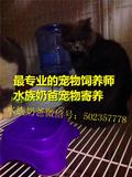 水族奶爸2016 猫咪泰迪犬蜥蜴守宫陆龟蜘蛛宠物猫寄养春节预订