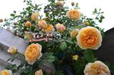 绿植盆栽多花花卉玫瑰进口月季大苗 藤本/灌木 欧洲 欢笑格鲁吉亚