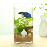创意生态水族箱玻璃办公室桌面迷你小型金鱼缸热带观赏鱼缸圆柱形
