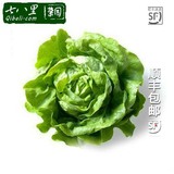 【七八里菜园】新鲜奶油生菜250g 有机蔬菜沙拉菜满额顺丰包邮