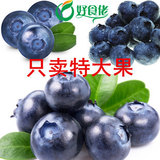 特智利蓝莓 蓝莓鲜果有机蓝莓 125g