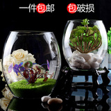 创意水族箱生态圆形炮蛋形玻璃金鱼缸乌龟缸迷你小型造景水培花瓶
