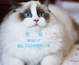 [魅迹湾magie]欧洲引进海豹双色布偶猫CFA血统证书种公杰克(JACK)