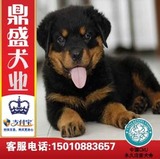 犬舍出售大型改良德系罗威纳犬宠物狗狗赛级血统视频选货到付款C3