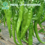 新鲜有机蔬菜青辣椒尖椒农家自种现摘现发货 500g