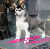 纯种血统赛级哈士奇犬幼犬 出售黑色双蓝眼哈士奇雪橇犬宠物狗狗