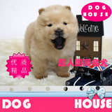北京超人犬舍出售活体松狮犬幼犬售肉嘴奶油色松狮狗BJ-04