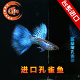 精品蓝草尾（纯种）蓝草尾孔雀鱼（一对）/热带鱼/观赏鱼 特价
