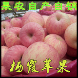 正宗山东特产农场自产自销山东省烟台栖霞苹果水果有机生态5斤75