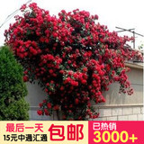 蔷薇攀援花卉美观秋季净化空气非常容易庭院买5送50包邮