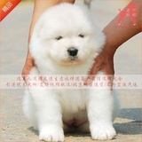 出售精品纯种萨摩耶中型工作犬雪橇幼犬家庭宠物狗狗幼犬№白色09