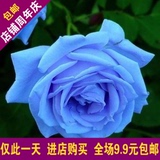 花卉绿植物室内外盆栽景 蓝玫瑰花苗 蓝色妖姬 包成活当年开花